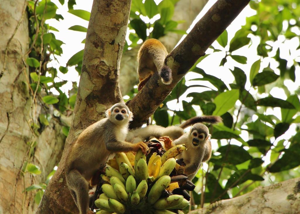 Hosteria El Paraiso De Las Orquideas Archidona المظهر الخارجي الصورة